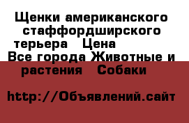 Щенки американского стаффордширского терьера › Цена ­ 20 000 - Все города Животные и растения » Собаки   